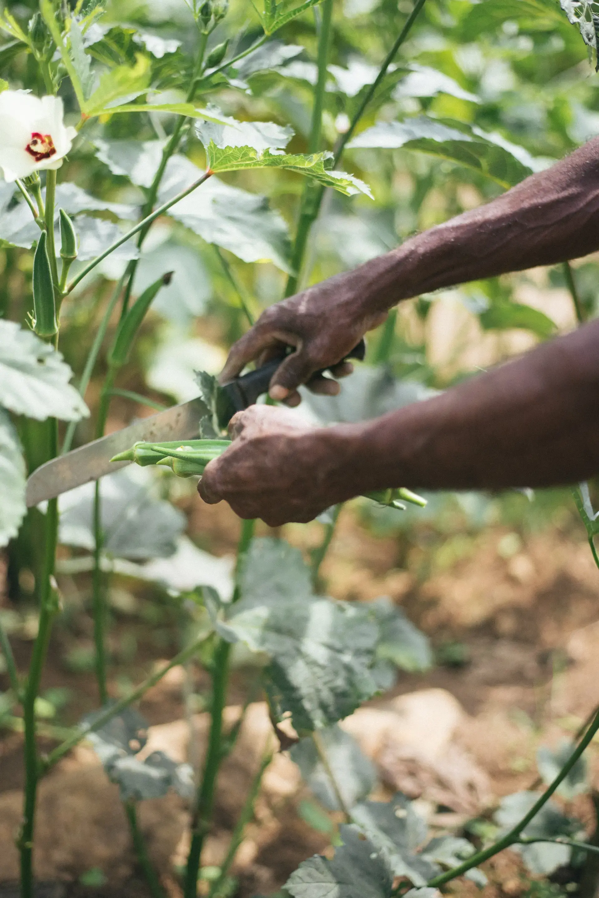 Hands harvesting okra