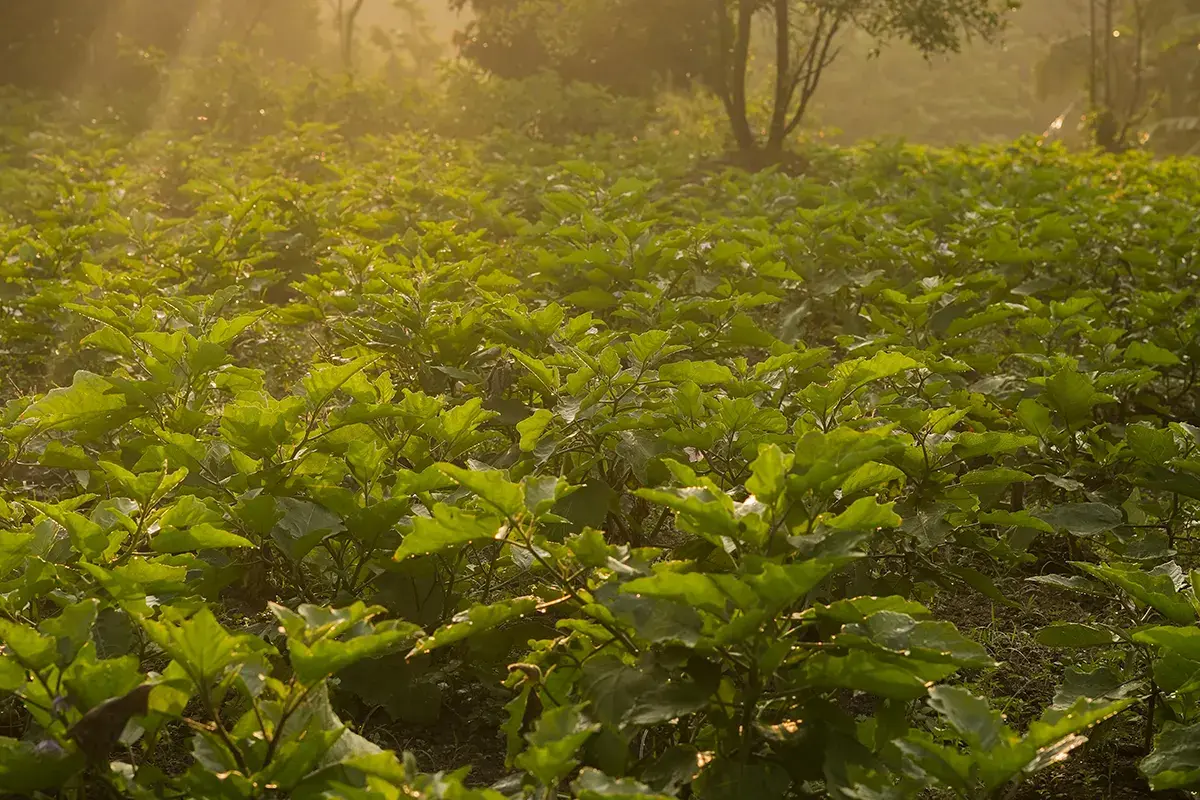 The organic vegetable garden in golden evening light