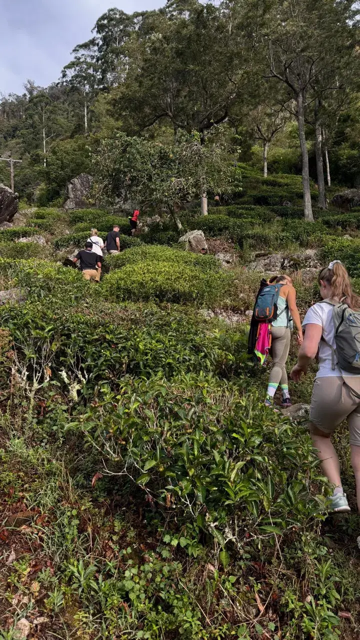 Guests trekking uphill through a tea estate