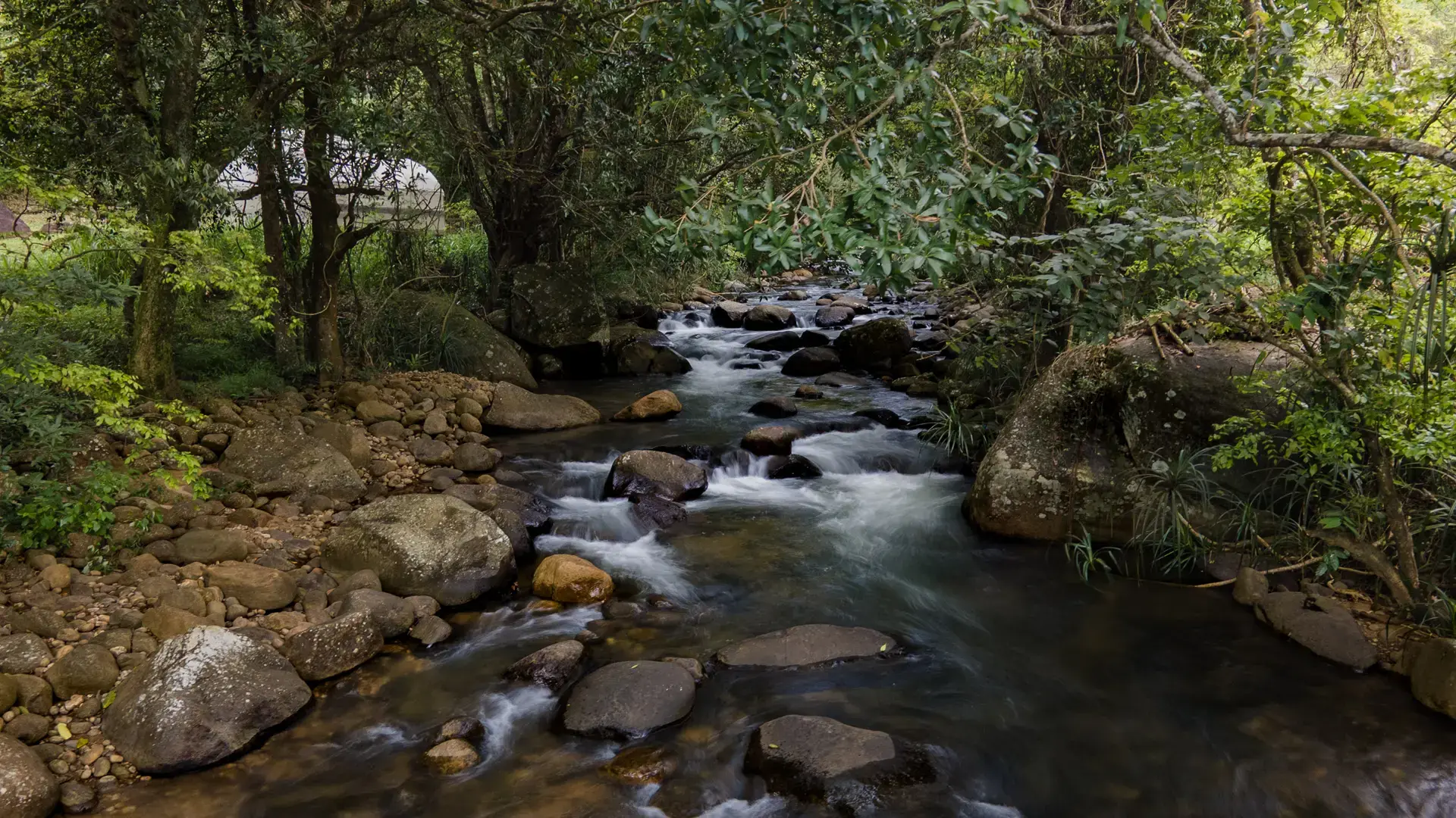 River flowing over rocks through the forest