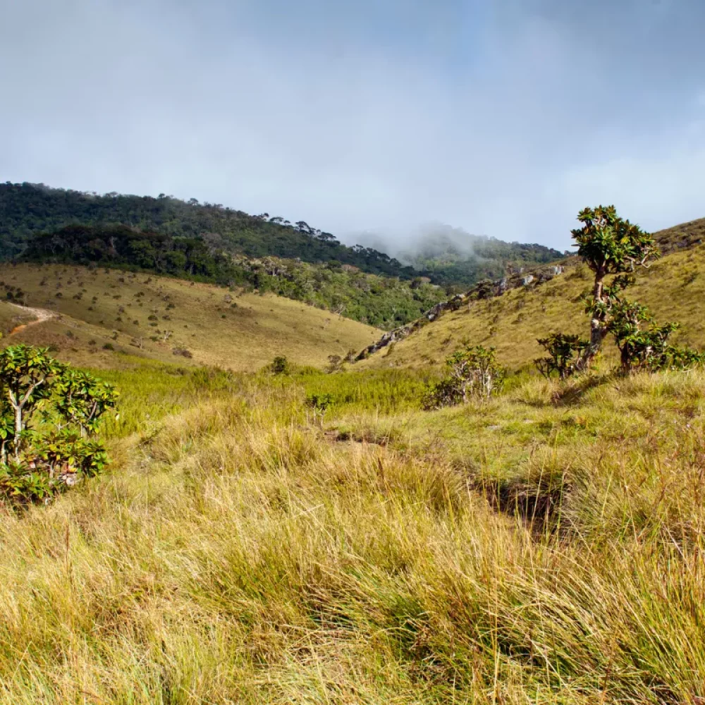 Horton Plains in Sri Lanka (3)